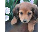 Dachshund Puppy for sale in Homer, GA, USA
