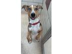 Adopt TIGER LILY a Brown/Chocolate Mixed Breed (Medium) / Mixed dog in Houston