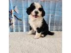 Mutt Puppy for sale in Germantown, IL, USA