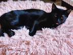 Adopt Tadpole a All Black Domestic Shorthair / Mixed (short coat) cat in