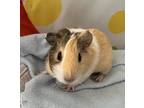 Adopt Divo a Guinea Pig small animal in Imperial Beach, CA (38897854)