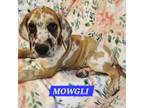 Mowgli