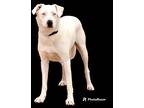 Adopt Uncaged Paws - Boone a White Mixed Breed (Medium) / Mixed dog in Vail