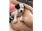 Adopt Silo a White - with Black Pit Bull Terrier / Mixed Breed (Medium) dog in