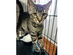 Adopt Elizabeth a Domestic Shorthair / Mixed cat in Bolivar, MO (38899042)