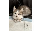 Adopt Woody Woodingham a Domestic Shorthair (short coat) cat in Ferndale