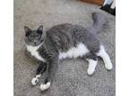 Adopt Stella (Calliope & Celestine) a Gray or Blue (Mostly) Domestic Longhair