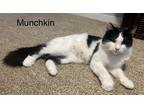 Adopt Munchkin a Black & White or Tuxedo Domestic Mediumhair / Mixed cat in