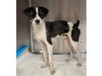 Adopt Cricket a Black - with White Jack Russell Terrier dog in Castle Rock