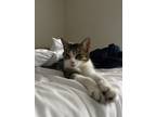 Adopt Sora a Brown Tabby American Shorthair / Mixed (short coat) cat in Houston