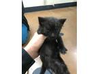 Adopt Tala a Domestic Mediumhair / Mixed (short coat) cat in Chico