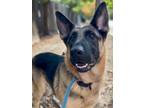 Adopt Gretchen a German Shepherd Dog / Mixed dog in Chico, CA (38899268)