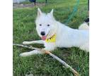 Adopt Dog the Bounty Hunter a White - with Tan, Yellow or Fawn Australian