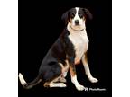 Adopt Uncaged Paws - Sawyer a White - with Black Mixed Breed (Medium) / Mixed