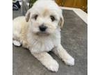 Maltipoo Puppy for sale in Victorville, CA, USA