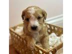 Mutt Puppy for sale in Mount Sterling, KY, USA