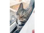 Adopt Sammy a Brown Tabby Domestic Shorthair / Mixed (short coat) cat in