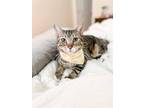 Adopt Scout a Brown Tabby Domestic Shorthair / Mixed (short coat) cat in