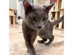 Adopt Jeremiah a Gray or Blue Domestic Shorthair / Mixed cat in Titusville