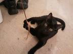 Adopt Miss Midnight a All Black Domestic Shorthair / Mixed (short coat) cat in