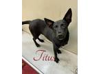 Adopt Titus 27680 a Black Shepherd (Unknown Type) dog in Joplin, MO (38901308)