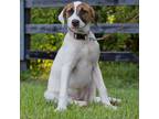 Adopt Potato a White - with Tan, Yellow or Fawn Mixed Breed (Medium) / Mixed dog