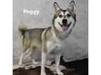 Adopt Peggy a Black Husky / Mixed dog in Yuma, AZ (38888204)
