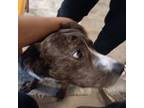 American Pit Bull Terrier Puppy for sale in Ogden, UT, USA