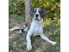 Adopt There's Only One Allan a Gray/Silver/Salt & Pepper - with Black Catahoula