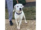 Adopt Barbie is Everything a White - with Tan, Yellow or Fawn Catahoula Leopard