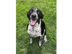 Adopt Cygna a Black German Shorthaired Pointer / Mixed dog in Caldwell