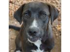 Adopt Kanon a Black Mixed Breed (Medium) / Mixed dog in Monroeville