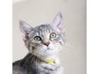 Adopt Candy a Calico or Dilute Calico Domestic Shorthair / Mixed cat in Morgan