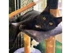 Adopt Felix a All Black Domestic Mediumhair (medium coat) cat in Sherman