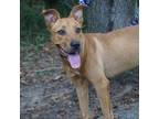 Adopt Noe a Brown/Chocolate Mixed Breed (Medium) / Mixed dog in Monroeville