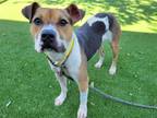 Adopt Jackson a Brown/Chocolate - with White Beagle / Staffordshire Bull Terrier