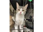 Adopt Jax a Domestic Shorthair / Mixed (short coat) cat in Corpus Christi