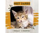 Adopt Darbie a Gray or Blue Domestic Shorthair / Mixed cat in Starkville