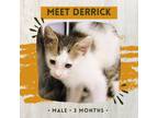 Adopt Derrick a White Domestic Shorthair / Mixed cat in Starkville