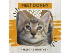 Adopt Donny a Gray or Blue Domestic Shorthair / Mixed cat in Starkville