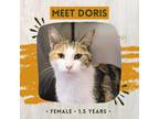 Adopt Dorris a White Domestic Shorthair / Mixed cat in Starkville, MS (38887572)