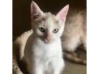 Adopt Giselle a Calico or Dilute Calico Domestic Shorthair / Mixed cat in Kanab
