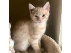Adopt Resilience a Tan or Fawn Domestic Shorthair / Mixed cat in Kanab