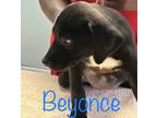 Adopt Beyonce a Labrador Retriever / Mixed dog in St. Francisville