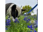 Adopt Bluebelle a Black Australian Shepherd / Mixed dog in Austin, TX (34451757)