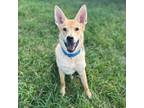 Adopt Bear a Tan/Yellow/Fawn Chow Chow / Mixed dog in Shawnee, KS (38894921)