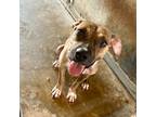 Adopt Dutch a Brown/Chocolate Boxer / Mixed dog in Edinburg, TX (38894206)