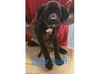 Adopt Taylor Swift a Labrador Retriever / Mixed dog in St.