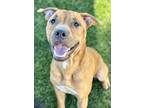 Adopt Grover a Brown/Chocolate American Pit Bull Terrier / Shar Pei / Mixed dog