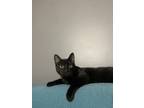 Adopt Hash Brown a All Black Domestic Shorthair cat in Colmar, PA (38901380)